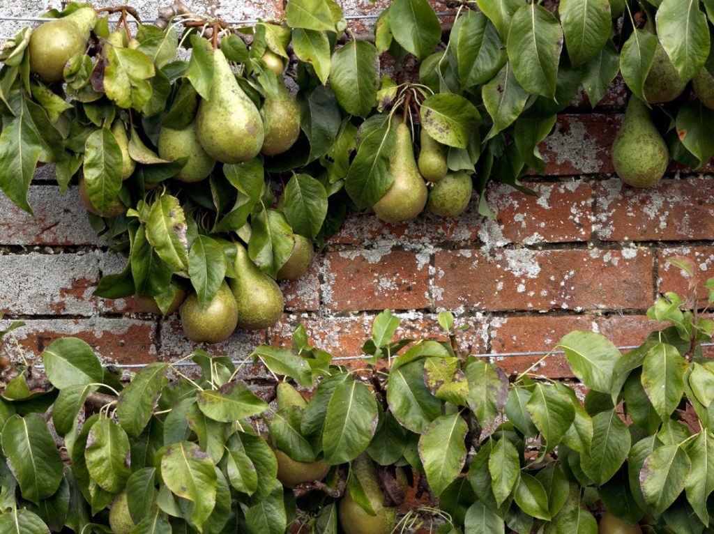 warm wall – great fruit
