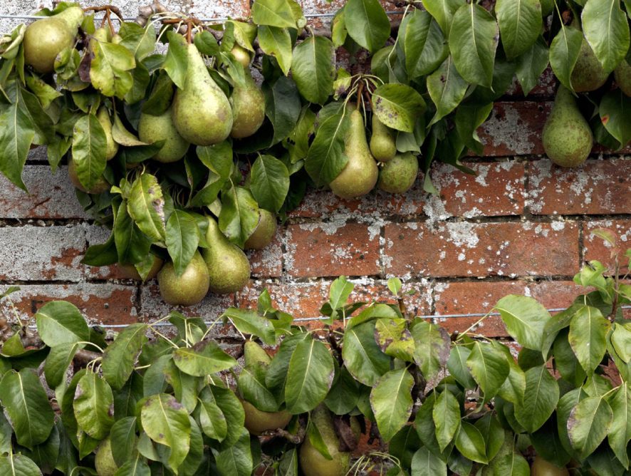 warm wall - great fruit